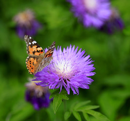 colorful butterfly sitting on flower