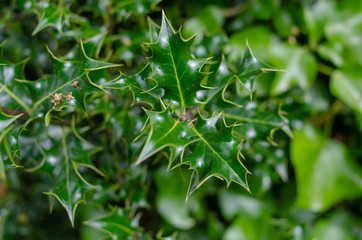 birght close up of a plant