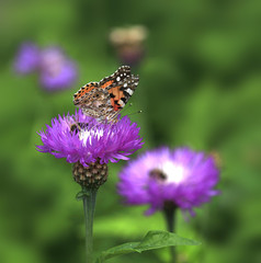 colorful butterfly sitting on flower
