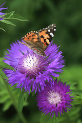 colorful butterfly sitting on flower