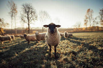 Fototapeta premium Schafe Sonnenuntergang Herbst