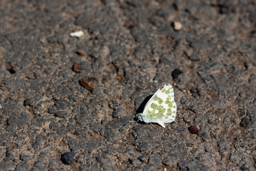 bright fluffy caterpillar on the road
