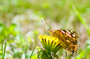 butterfly
