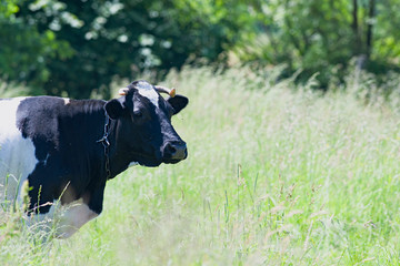 Fototapeta premium cow is on meadow