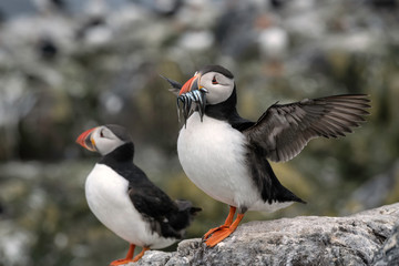 Two puffins standing on a rock, one with sand eels in its mouth, flapping its wings, getting ready to fly - Farne Islands, Great Britain