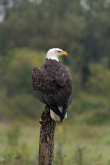 Bald Eagle Sitting on a Tree Stump in the Middle of a Field