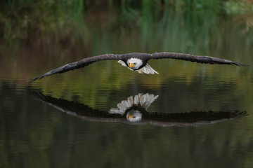 Male Bald Eagle Flying Over a Pond Casting a Beautiful Reflection in the Water with Fall Color	