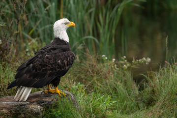 Large male bald eagle sitting on a rock at the edge of a pond