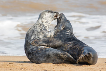 Animals in love. Seal lovers having sex on the beach.