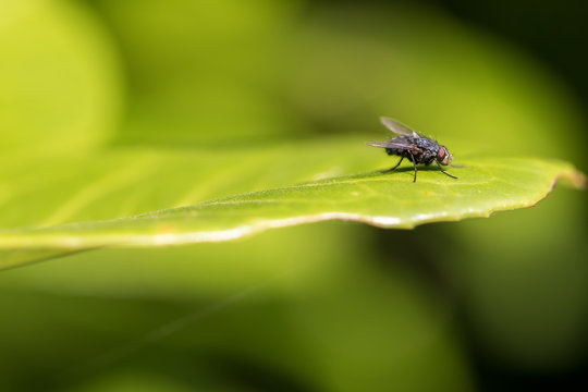 Fly on leaf. Blue bottle fly insect close-up. Selective focus.