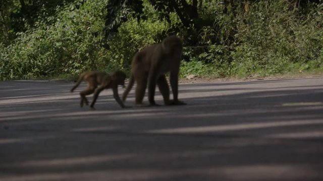 Greay monkey crossed road with baby  in slow motion