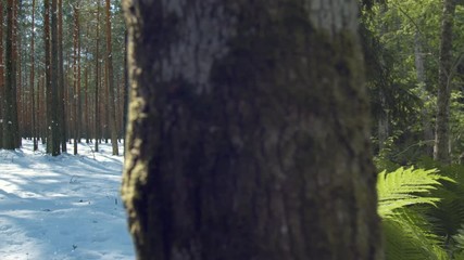 Season change transition from winter to summer in forest