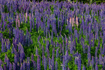Naklejka premium Lupine field in Northern Minnesota, horizontal