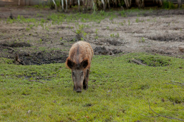 Wild small pig contentedly grazing on grass