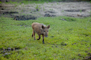 Wild small pig contentedly grazing on grass