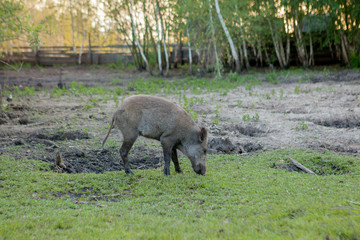 Family Group of Wart Hogs Grazing Eating Grass Food Together.