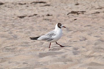 Black-headed Gull running across the beach