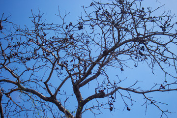 Dried Tree on Sky