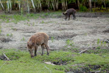 Family Group of Wart Hogs Grazing Eating Grass Food Together.