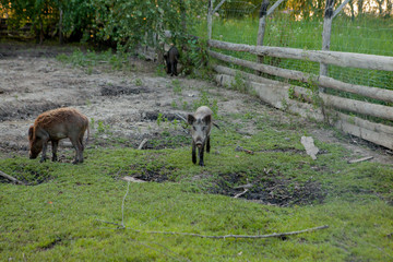 Family Group of Wart Hogs Grazing Eating Grass Food Together.