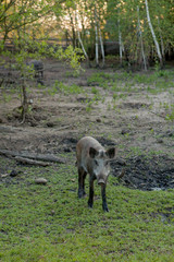 Wild small pig contentedly grazing on grass