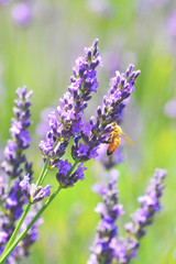 Obraz premium lavender love2