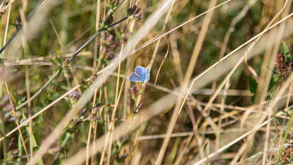 blue butterfly