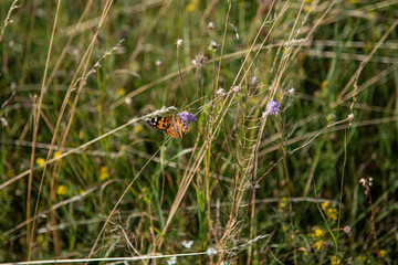 Summer meadow polinators © Frank Myonk