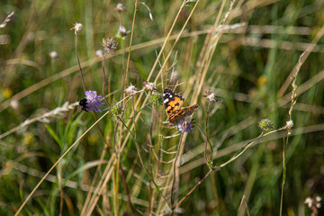 Summer meadow polinators © Frank Myonk