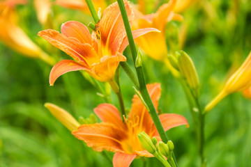 Lily flowers blooming in the garden. Orange lilies. Favorite gardeners flowers