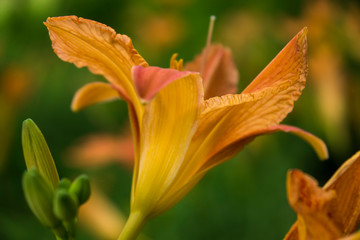 Lily flowers blooming in the garden. Orange lilies. Flowers love symbol