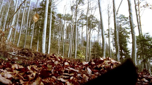 Medium wide shot of golden autumn forest leaves flying up in the forest against the camera and covering the frame. Unique vintage look. Shot on original 16mm Kodak Vision2 250D Color Negative Film 520