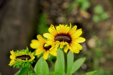 Black-Eyed Susan