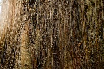 reeds on lake