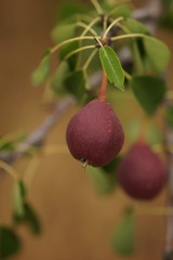 Tree branch with dark burgundy pears growing in the summer garden, ripe pear fruit close up