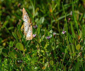 White Peacock Butterfly on Frogfruit Flower at Lake Seminole Park, Florida