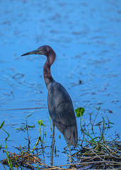 Little Blue Heron Looking Left