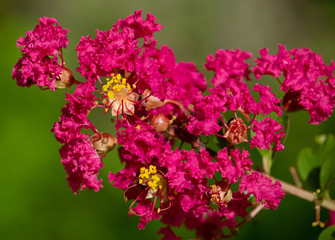 Crepe Myrtle at Lake Seminole Park #2