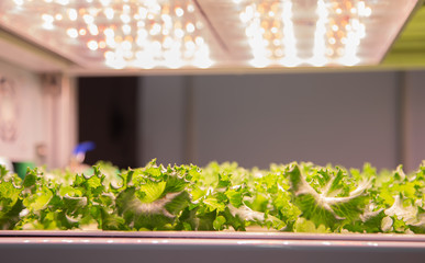 Organic vegetable in indoor aquaponic or hydroponic vertical farming with LED lighting. Food industry