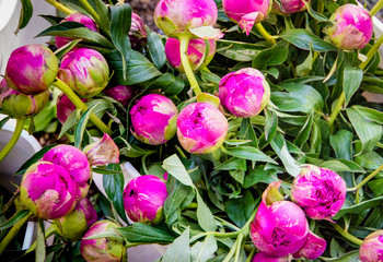 Obraz na płótnie Canvas small pink and white peony buds with green leaves for sale at a farmers market