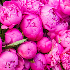 bright pink peony buds for sale at a farmers market