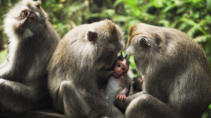 monkey mother breastfeeds baby. Monkey macaque in the rain forest. Monkeys in the natural...