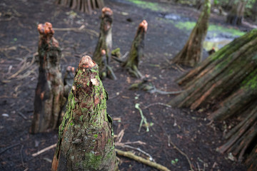Cypress Knees In Florida Swamp