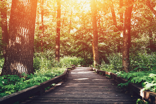 Wooden pathway or walkway from wood planks in forest park in sunlight summer day