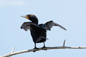 Double-crested cormorant bird or Phalacrocorax auritus perched on dead tree branch while spreading the wings to dry feathers after fishing in lake