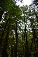 Obraz na płótnie Canvas Redwoods