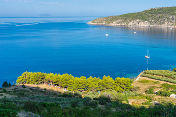 A colorful camping site in the mediterranean pine tree grove near a beach in a blue bay with sailing boats and islands in the background, Adriatic sea, Vis island, Croatia, Europe