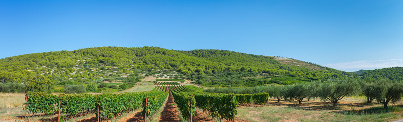 Panoramic landscape view of vineyards and olive orchard in hilly green island inland during a bright summer day, Vis island, Croatia, Europe © IKA
