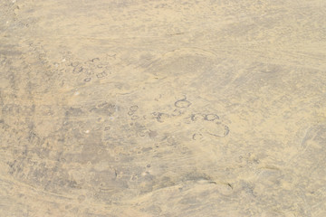 Dinosaur Footprints