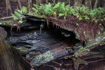Fern Trees Growing On Fallen Cypress Tree